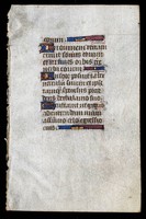 University_of_South_Carolina_Leaf_Recto