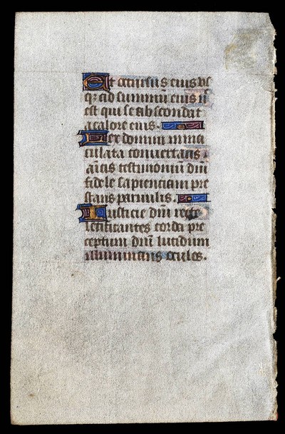 University_of_South_Carolina_Leaf_Verso