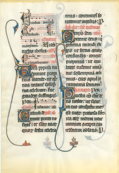 Hollins_MS_5_Leaf_1v