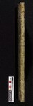 XI spine