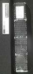 Spine