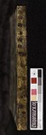 Spine