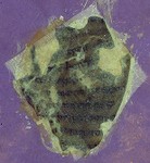 Otho_B_X_66v_UVCompositeR15G17B19