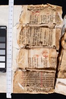 Rinforzi interni del dorso