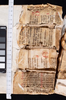 Rinforzi interni del dorso