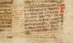 mds_58Ca04_rattoppo_cop_ant