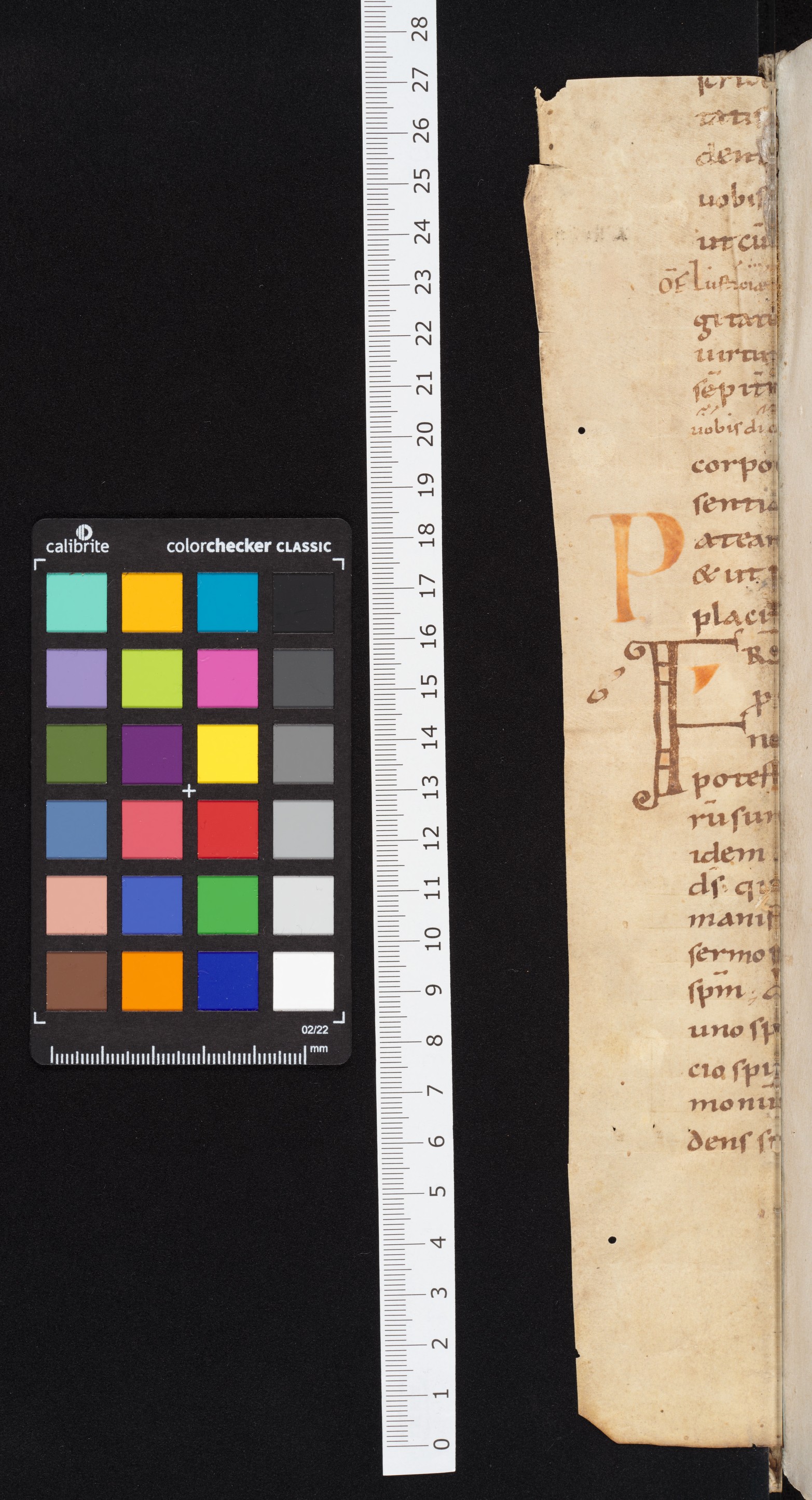 front fragment dorse