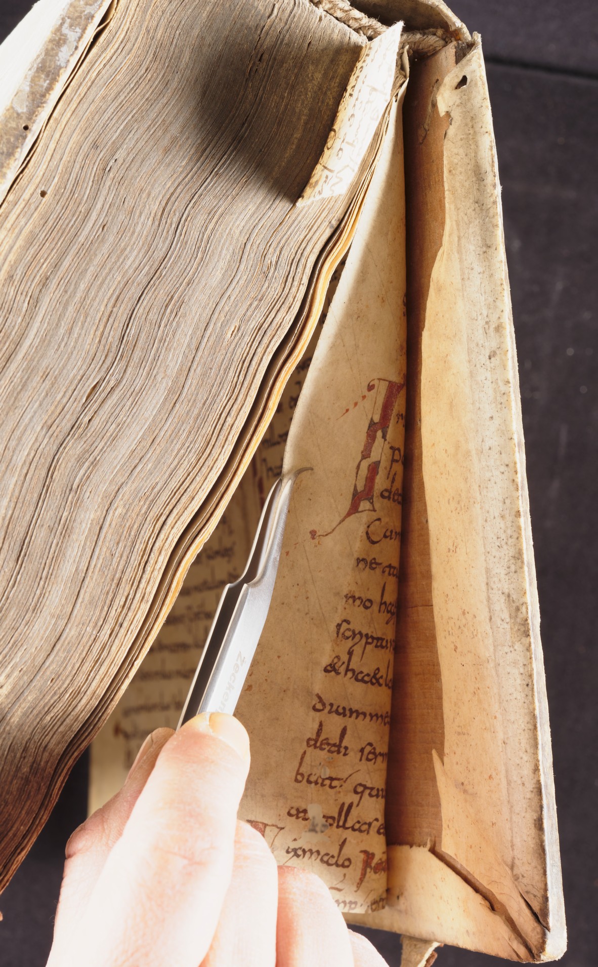 back pastedown dorse