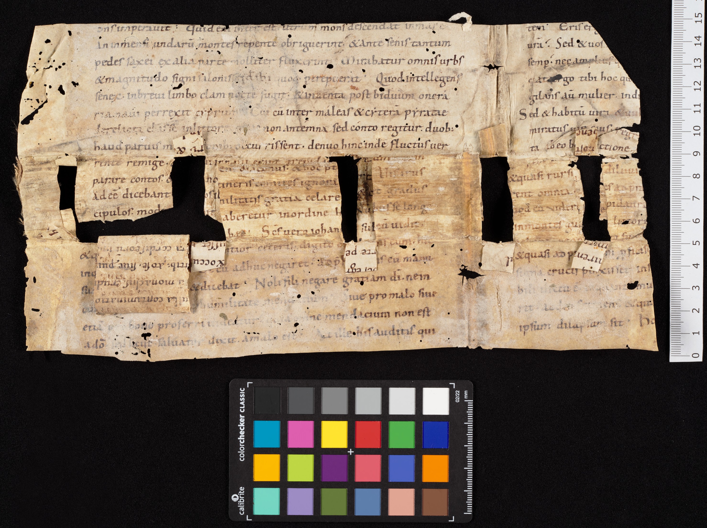 bifolium dorse (detail 1)