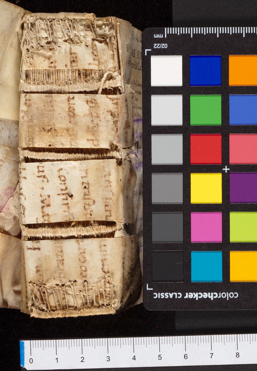 mds_51Aa04_dorso_phy