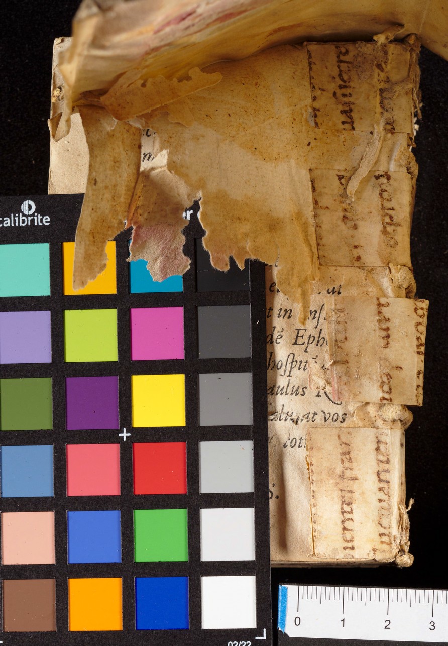 mds_51Aa04_posteriore_phy